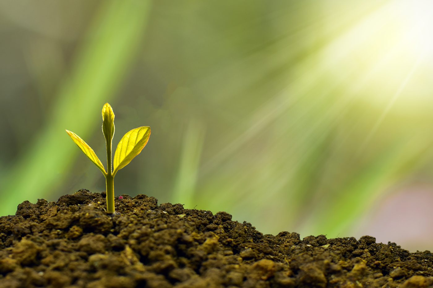 A young seedling growing, symbolizing the foundation's legacy of giving